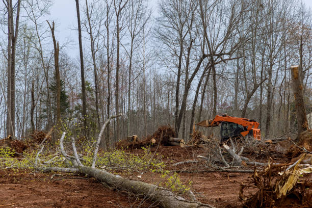 Reliable Freedom, PA Tree Care Solutions