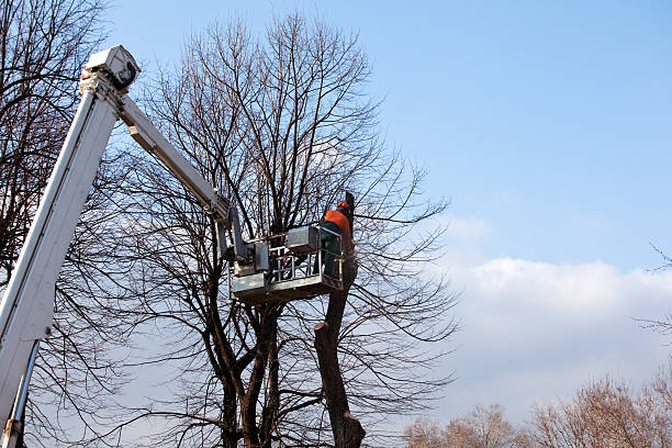 How Our Tree Care Process Works  in  Freedom, PA